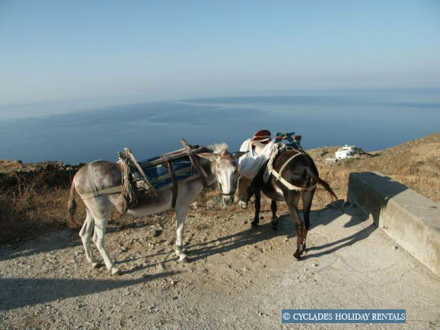 holidays-cyclades.com