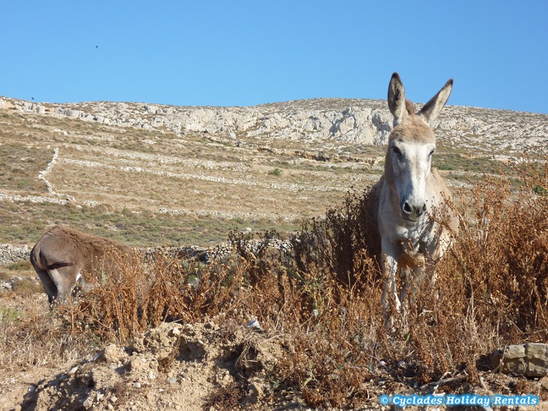 holidays-cyclades.com