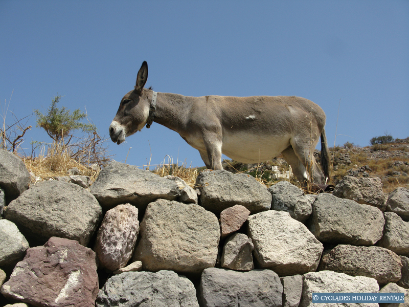 holidays-cyclades.com